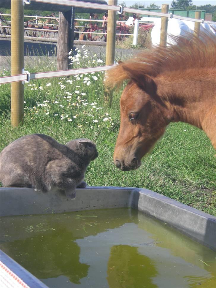 Anden særlig race Silke SOLGT - #2 Silke og Gråmis(o; billede 2