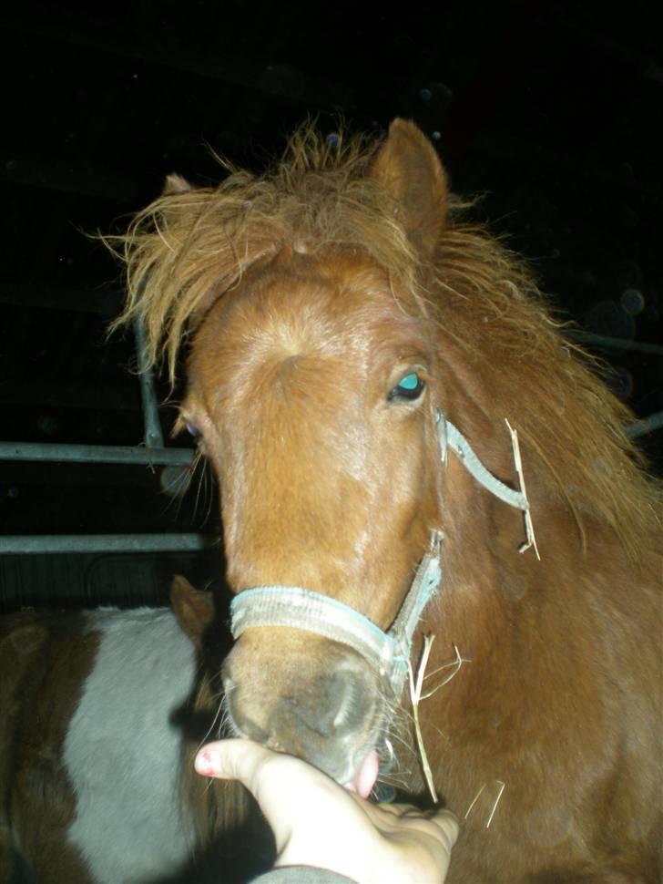 Anden særlig race Silke SOLGT - #3 Silke Slikker lige lidt på min hånd ;oP Uhm den smger godt tænker hun ;oP billede 3