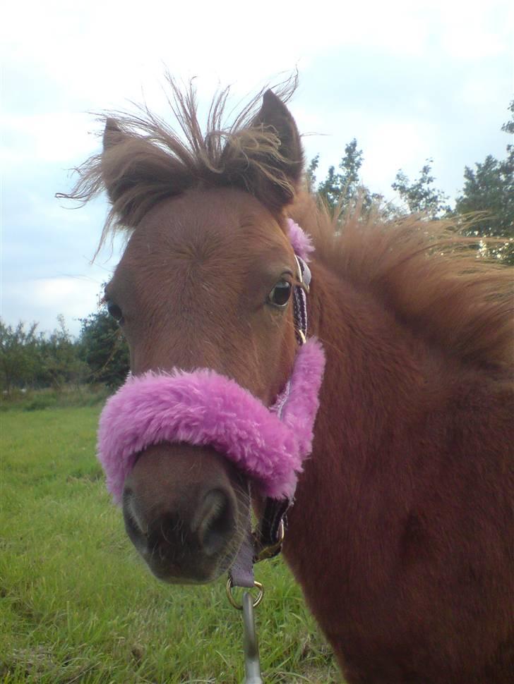 Anden særlig race Silke SOLGT - #4 Silke i skoven. billede 4