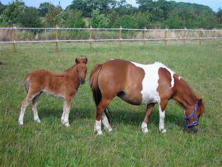 Anden særlig race Silke SOLGT - #5 Silke Og hendes Mor Bine(o; billede 5