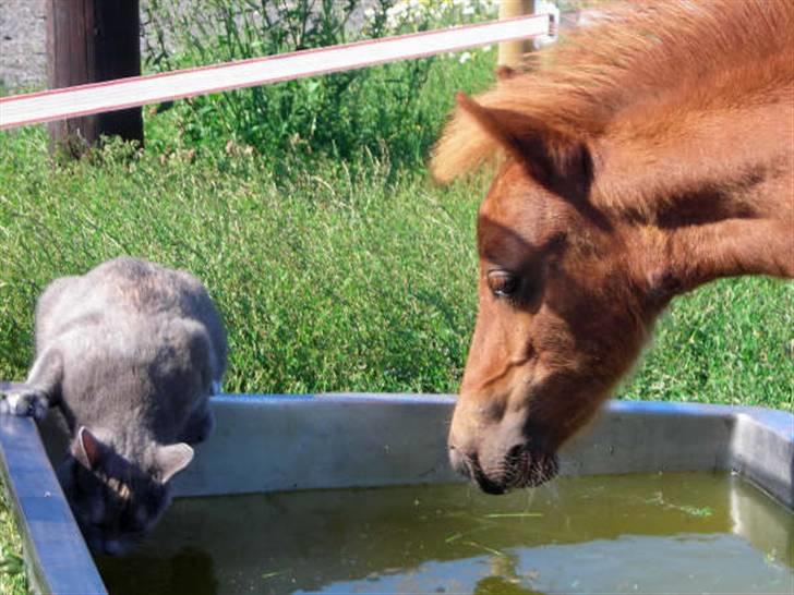 Anden særlig race Silke SOLGT - #6 Silke og Gråmis igen;oP De er så kære(o; billede 6