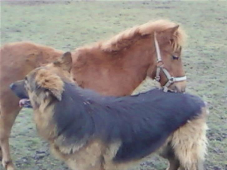 Anden særlig race Silke SOLGT - #8 krøltop nuser lige lidt med rico (o: billede 8