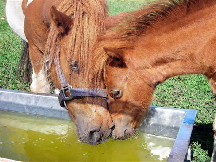 Anden særlig race Silke SOLGT - #10 Silke & Bine(o: billede 10