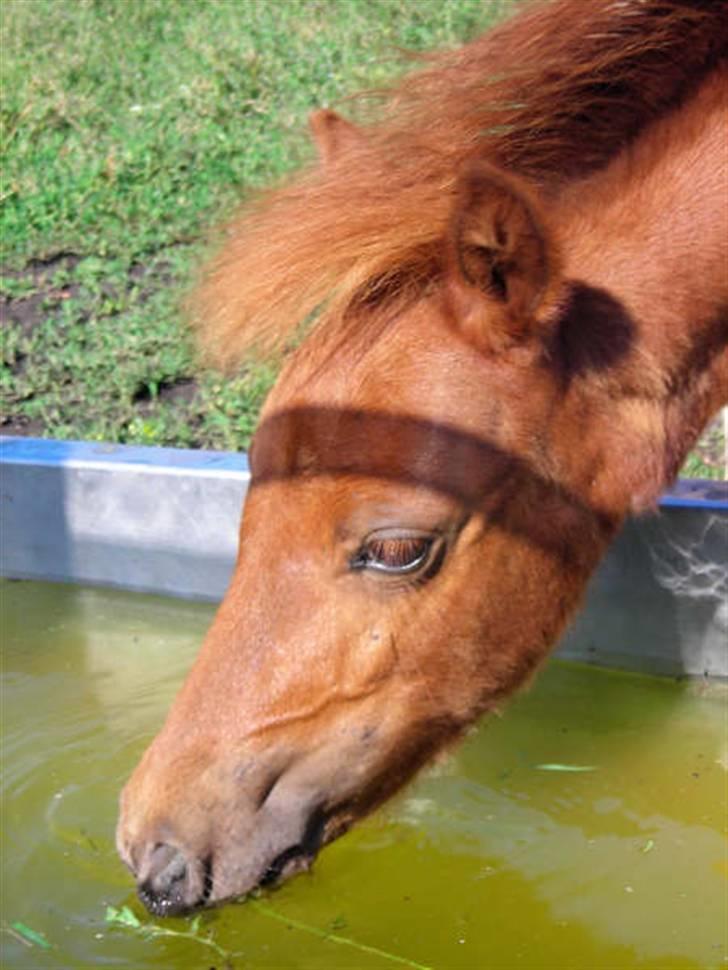 Anden særlig race Silke SOLGT - #11 Silke Drikker lige lidt vand :o) billede 11