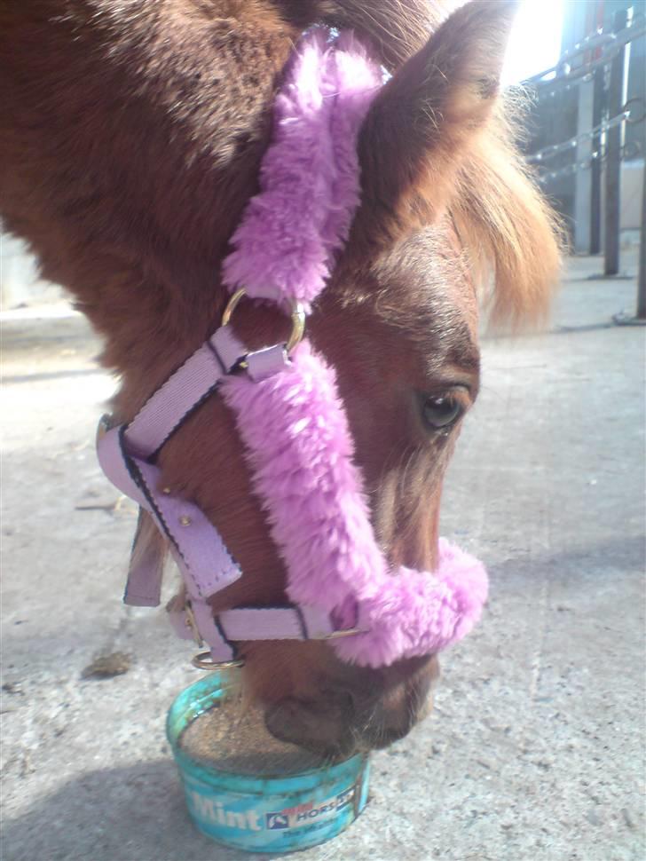 Anden særlig race Silke SOLGT - #12 silke;oD billede 12