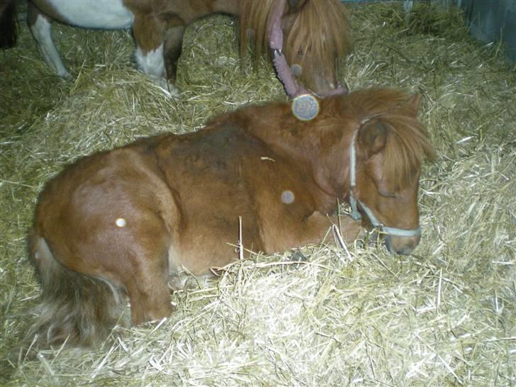 Anden særlig race Silke SOLGT - #13 Så skal der lige soves lidt [o: billede 13