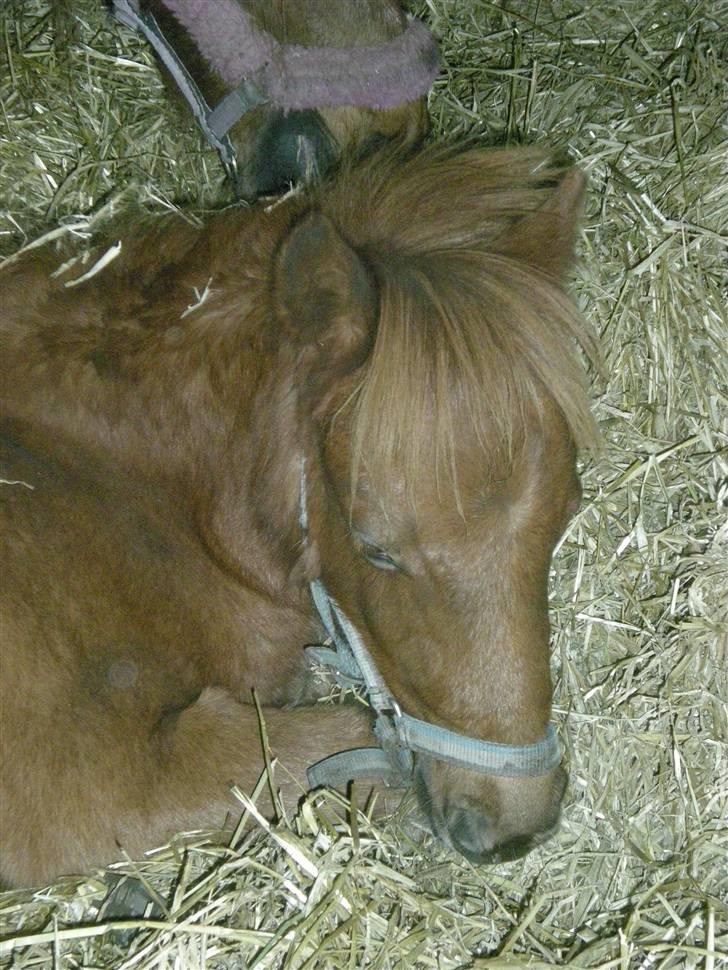 Anden særlig race Silke SOLGT - #14 Krøltops søde hoved ;o* billede 14