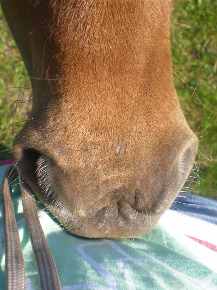 Anden særlig race Silke SOLGT - #15 Silke, prøver på at spise min trøje xoD billede 15