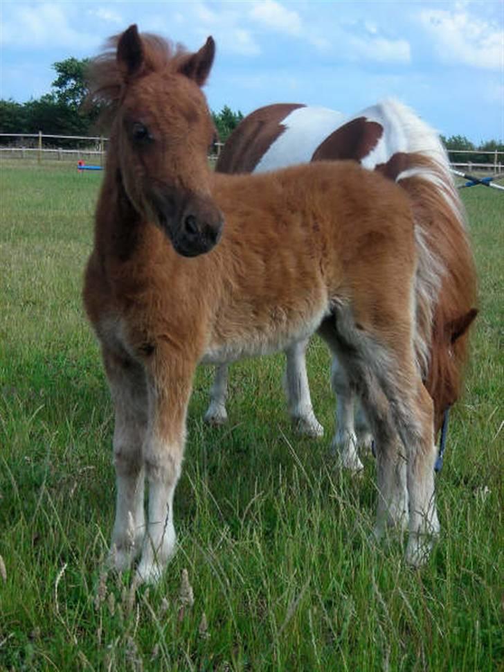 Anden særlig race Silke SOLGT - #16 Smukke Silke, I fuld figur (ox billede 16