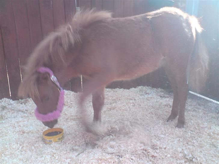 Anden særlig race Silke SOLGT - #17 silke inde i shadows boks med spåner ;oP billede 17