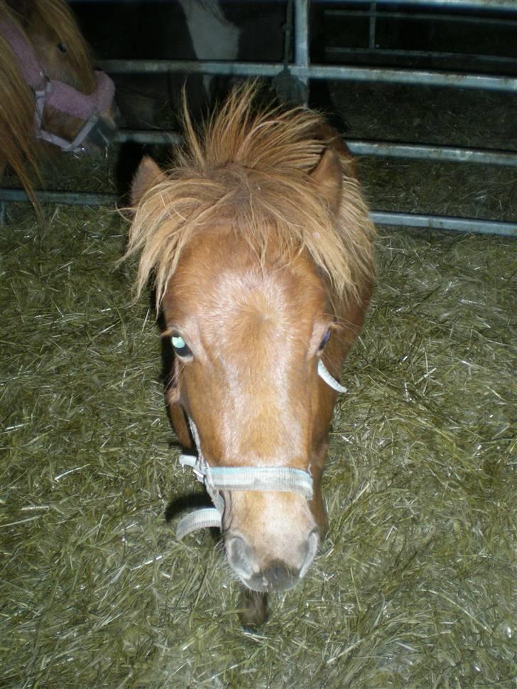 Anden særlig race Silke SOLGT - #18 Silke står lige og spekulere over hvorfor jeg har sådn en mærkelig dims i hånden? ;oP (kamera) billede 18