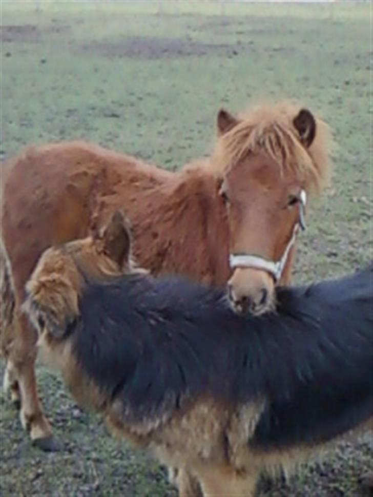 Anden særlig race Silke SOLGT - #19 Krøltop og rico. (o: billede 19