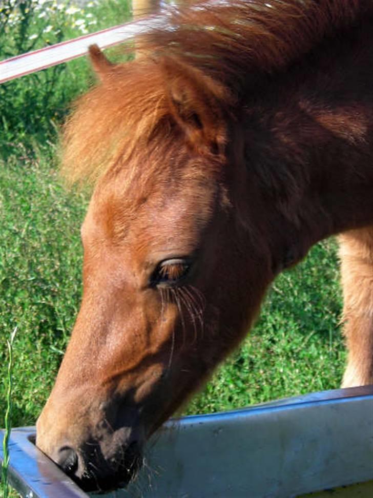 Anden særlig race Silke SOLGT - #20 Silke Igen(o;  billede 20