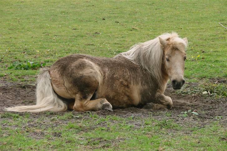 Shetlænder Pedro  -  R.I.P.  - møgbeskidte pedro xD! billede 10