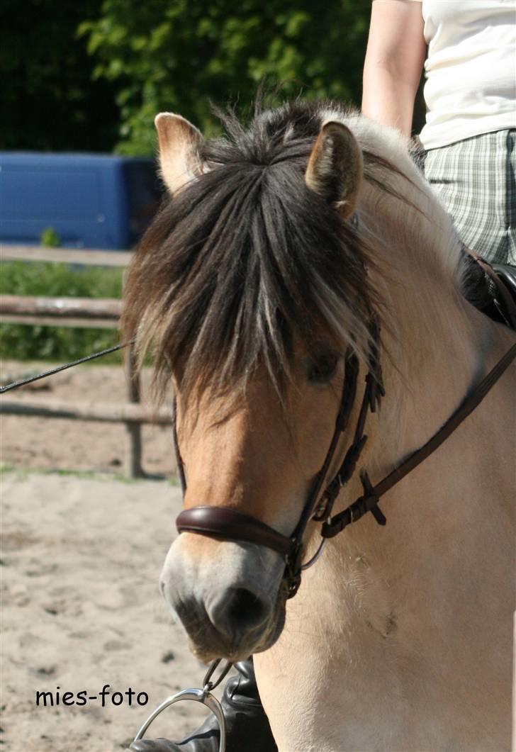Fjordhest Annabel Kongehøj billede 17