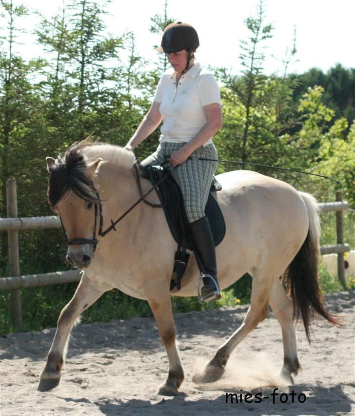 Fjordhest Annabel Kongehøj billede 18