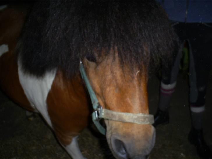 Shetlænder Sleiber - min stjerne! - Nogle tåre tørre aldrig!/; billede 1