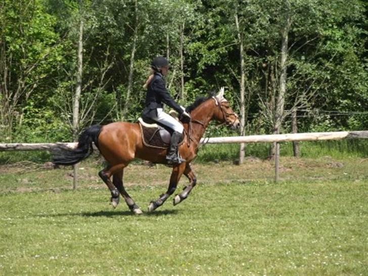 Anden særlig race Tobias - 10. billede 9