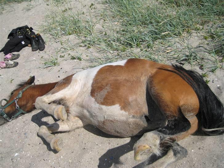 Shetlænder Sleiber - min stjerne! - Selvom du er lille, er du helt perfekt for mig! billede 2