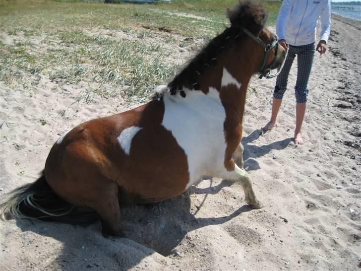 Shetlænder Sleiber - min stjerne! - En ting er sikkert, mit hjerte vil du aldrig forlade. billede 3