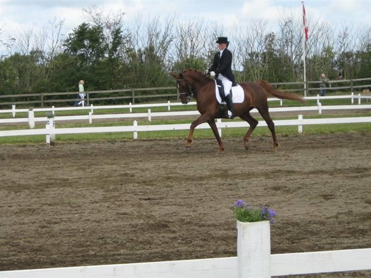 Dansk Varmblod Lizette Grand Prix hest i dressur - lizette i Rom billede 12
