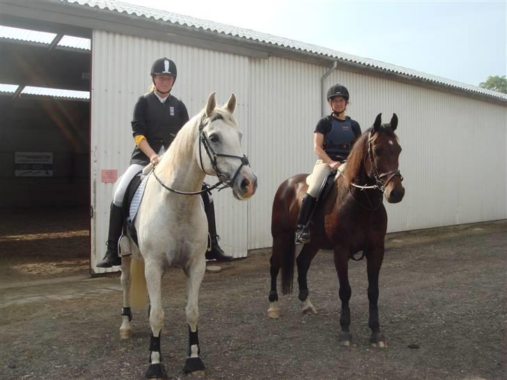 Anden særlig race Apollon/Polle(mor's)  - på vej ud og skridte af efter en hård hård dag xd  billede 20
