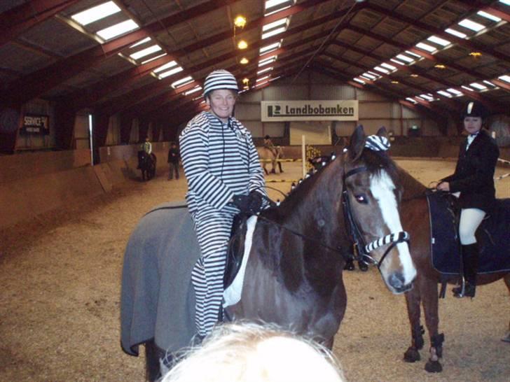 Hollandsk Varmblod Nixon *SOLGT* billede 12