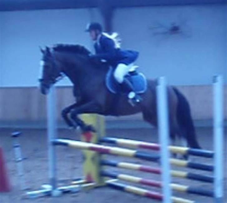 Hollandsk Varmblod Nixon *SOLGT* billede 15