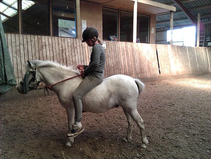 Anden særlig race Bonanza / Fræk af delle xD - Vi rider bidløst og uden sadel :) billede 2