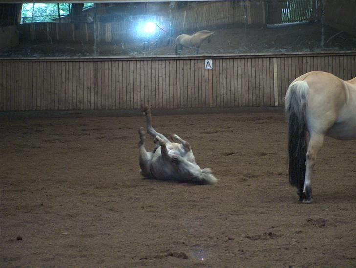 Anden særlig race Bonanza / Fræk af delle xD - Bonanza ruller ;D billede 4