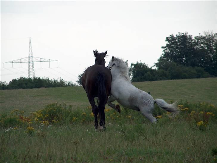 Anden særlig race Bonanza / Fræk af delle xD - Bonanza leger med Flik Flak :) billede 6