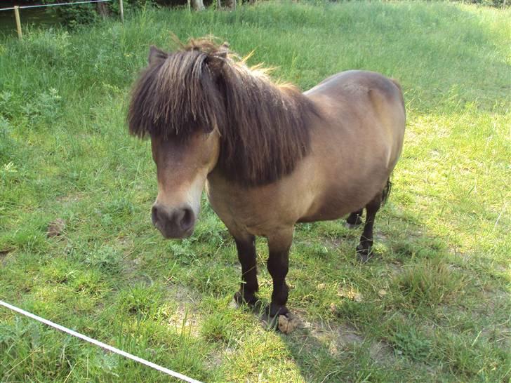 Shetlænder Laban billede 11