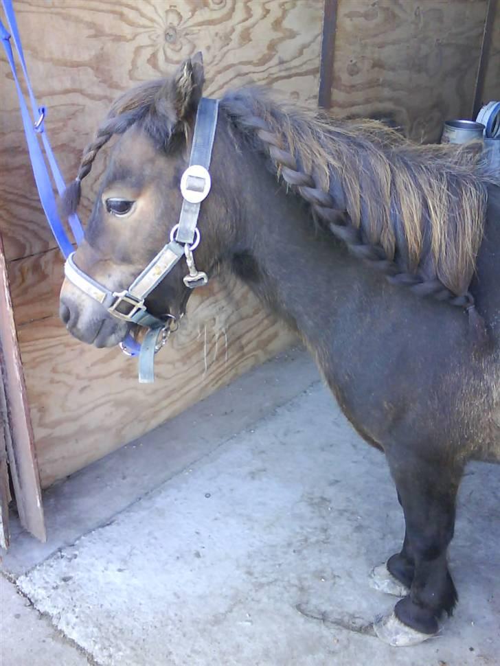 Shetlænder Laban billede 12