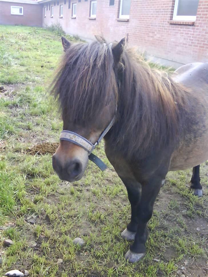 Shetlænder Laban billede 15