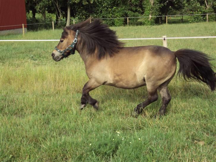 Shetlænder Laban - fuld fart frem af.. billede 16
