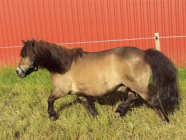 Shetlænder Laban billede 19