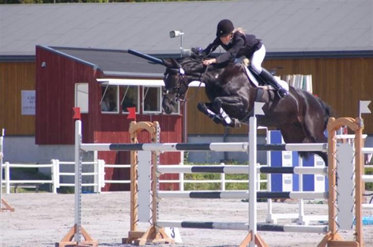 Hannoveraner Gräfin von Ginsberg - Graffe viser sit værd:D Grand prix i Norge<3 billede 2