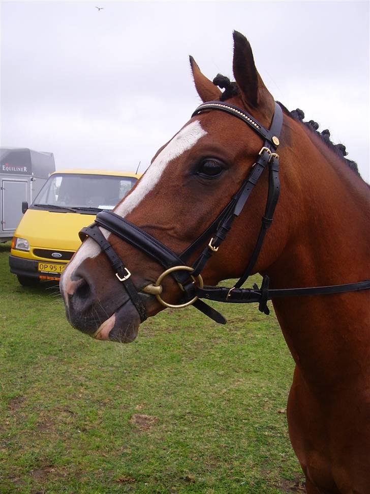Anden særlig race Pinochio - Vores første stævne billede 9