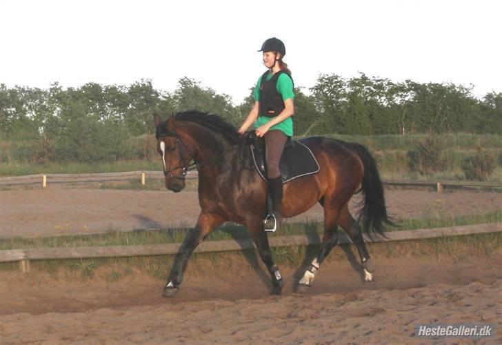 Dansk Varmblod Dinina - Taget af: Iben :)  billede 3