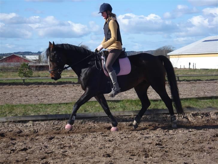 Dansk Varmblod Dinina - taget den 20 Marts.. :) Af: Rikke :D  billede 5