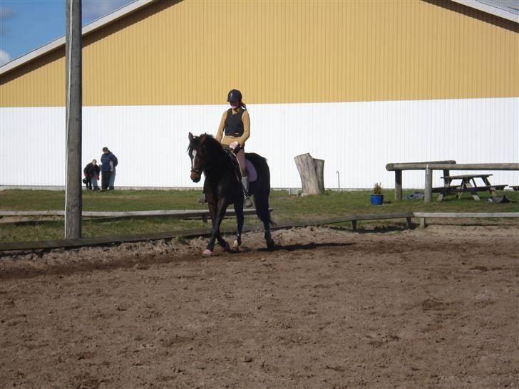 Dansk Varmblod Dinina - 20 Marts.. Af: Rikke billede 6
