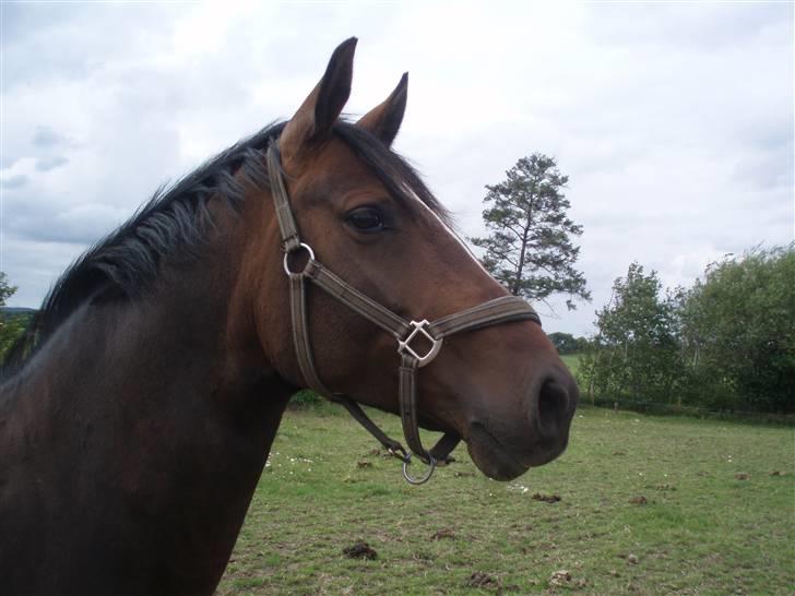 Dansk Varmblod Dinina - Smukke Dina´s hoved :D <3 billede 8