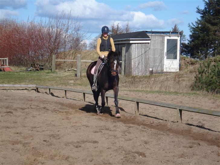 Dansk Varmblod Dinina - 20/ 3.. Af: Rikke billede 9