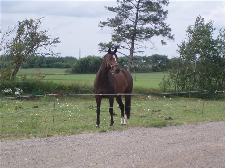 Dansk Varmblod Dinina - Dinina på fold.. :)  billede 11
