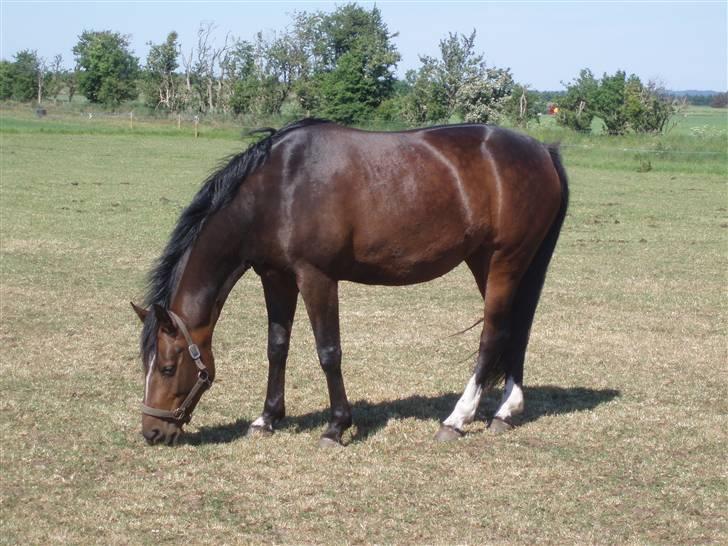 Dansk Varmblod Dinina - på fold.. :)  billede 12