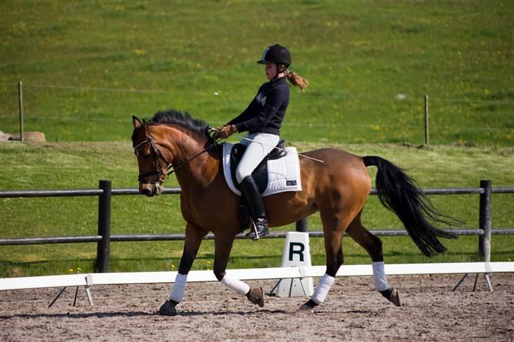 Anden særlig race Ryttergårdens Nika-SOLGT- billede 1