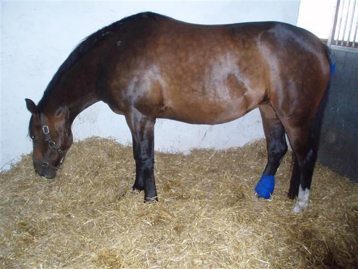 Dansk Varmblod Dinina - Da Dinina blev sparket og måtte syges med 4 sting i det ene bagben :´( Fuck jeg var ked af det.. her er j´hun ved at vågne fra bedøvelsen.. <3 ( se mere om det i fotoalbum )  billede 14