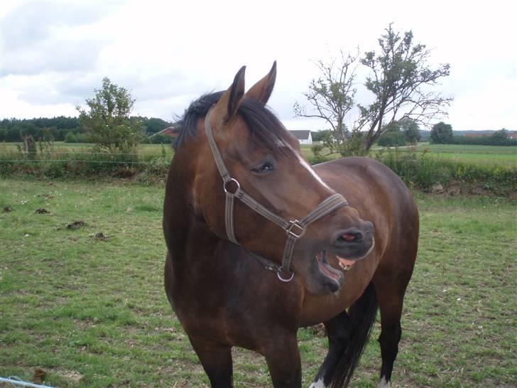 Dansk Varmblod Dinina - Trætte tøs :b <33 billede 15