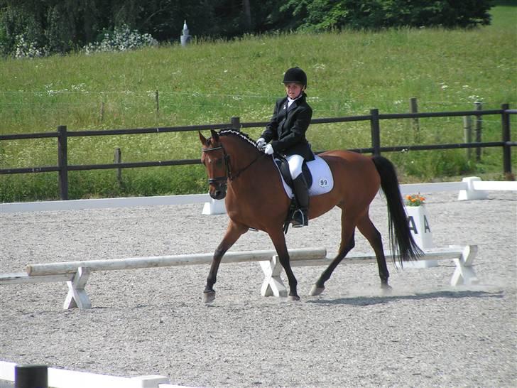 Anden særlig race Ryttergårdens Nika-SOLGT- - C.stævne hjemmebane billede 4