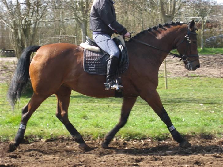 Dansk Varmblod Monlight.passer den ikmer billede 1